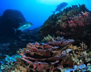 Coral Reef: The Insurance Reporter.