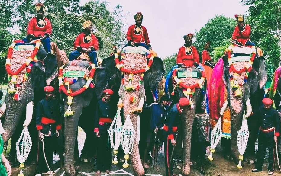 Elephants Mysuru: The Insurance Reporter.
